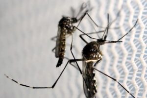 Anvisa autoriza Butantan a fabricar vacina contra chikungunya